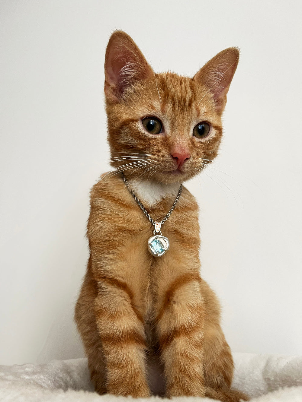 an orange cat wearing a necklace